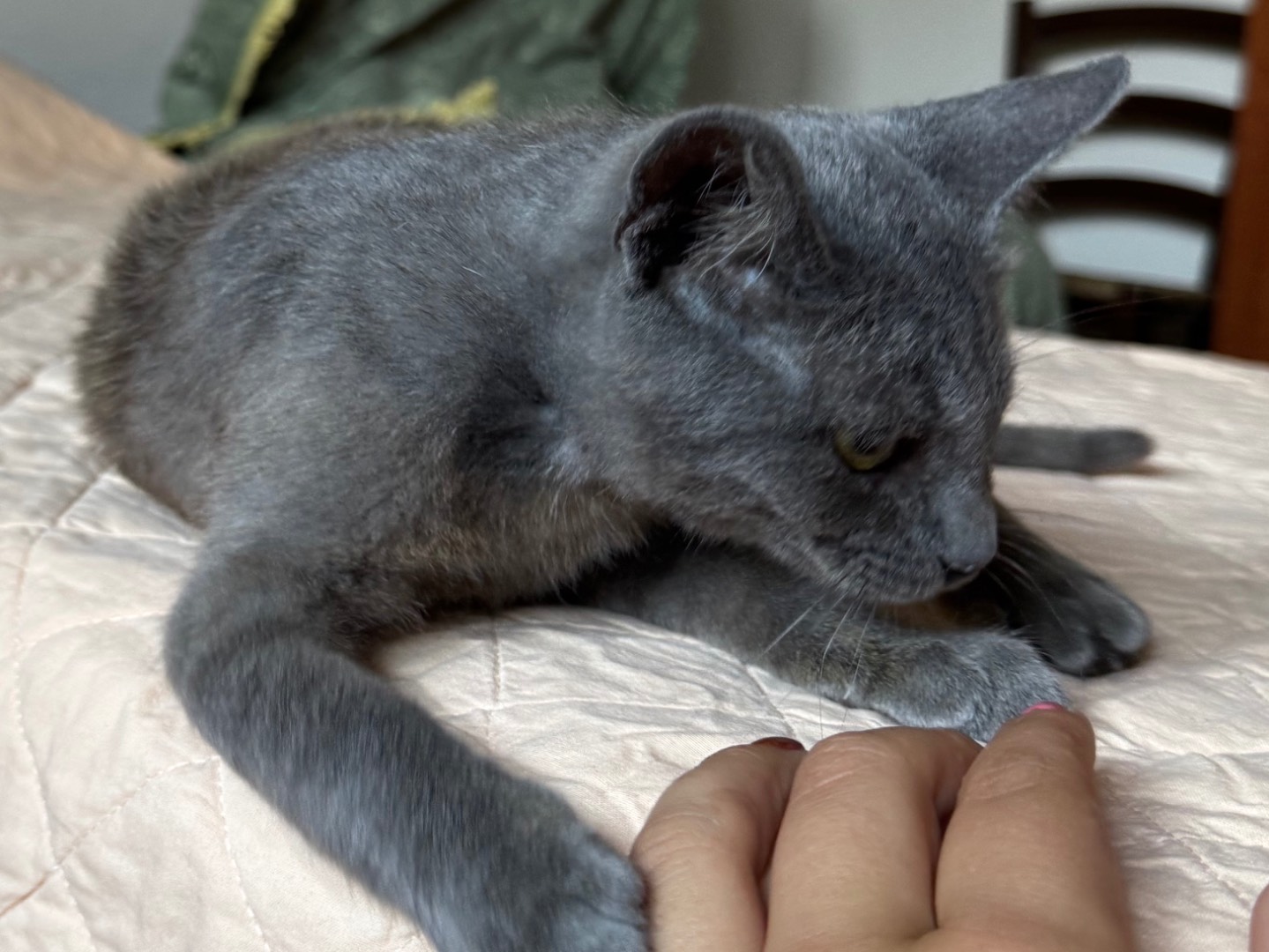 Adotta il gatto Bambi a Verona