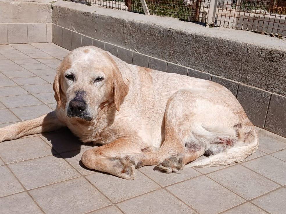 Foto dell'animale