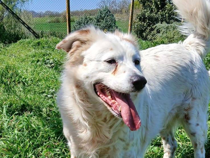 Adotta un cane, femmina, 7 anni  e 5 mesi , Roma