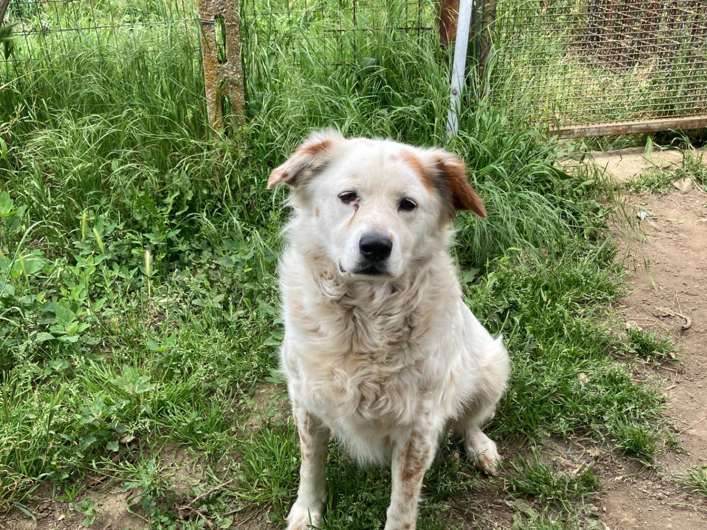 Adotta un cane, taglia media, femmina, Roma