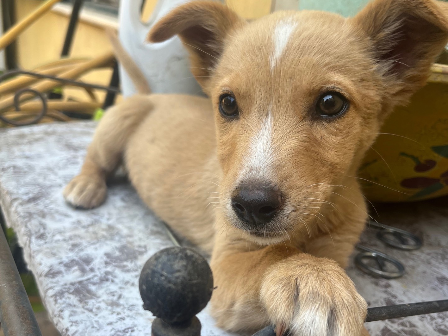 Foto dell'animale