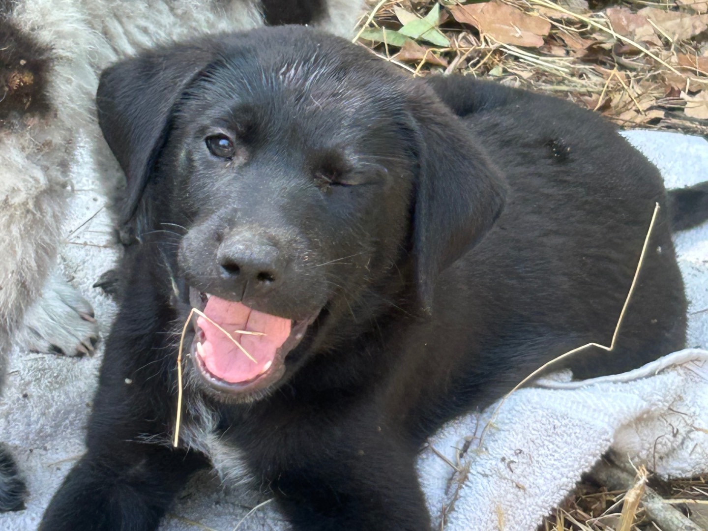 Adotta un cane, femmina, 0 mesi, Laquila