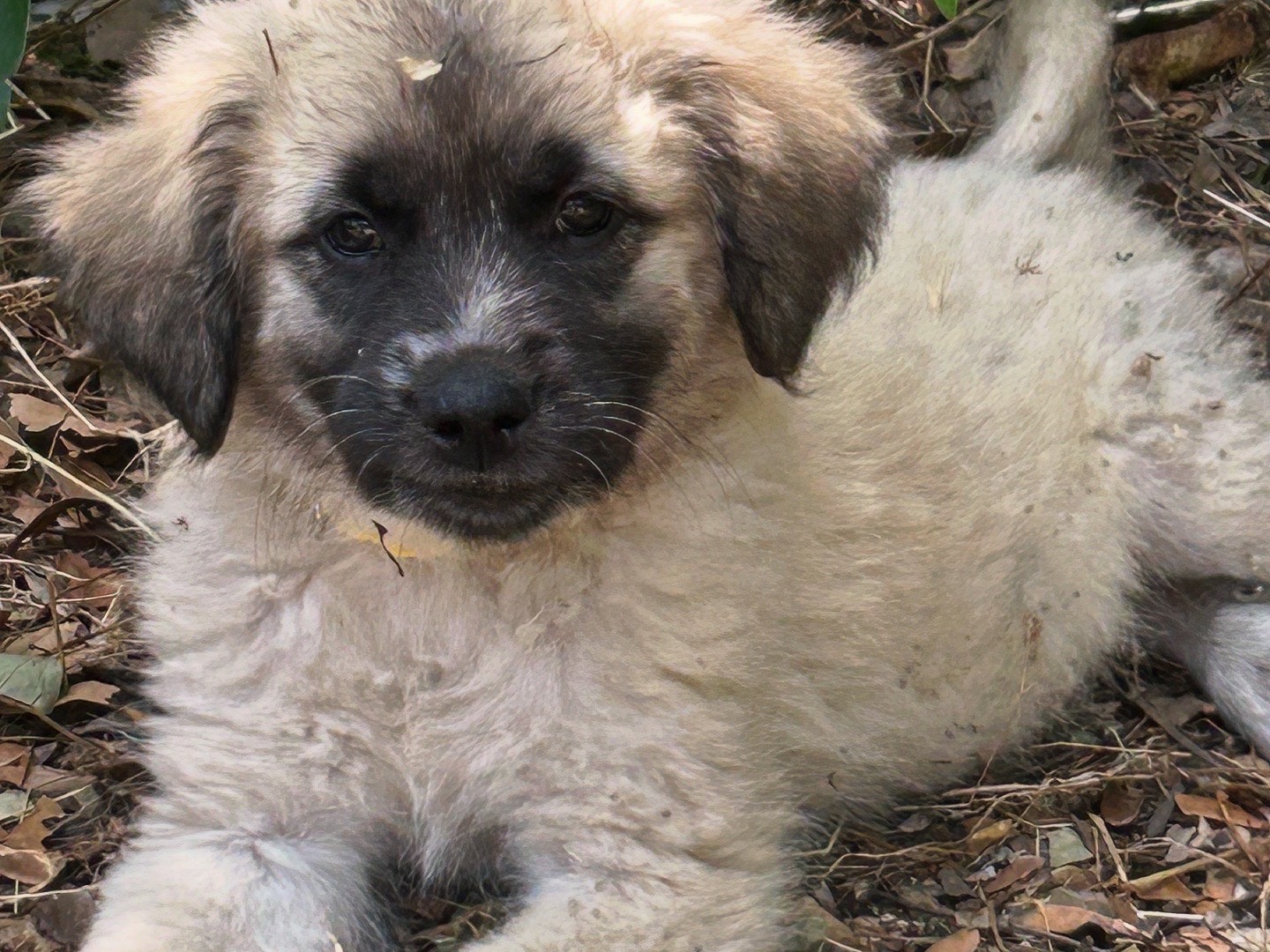 Adotta un cane, taglia media, femmina, Laquila