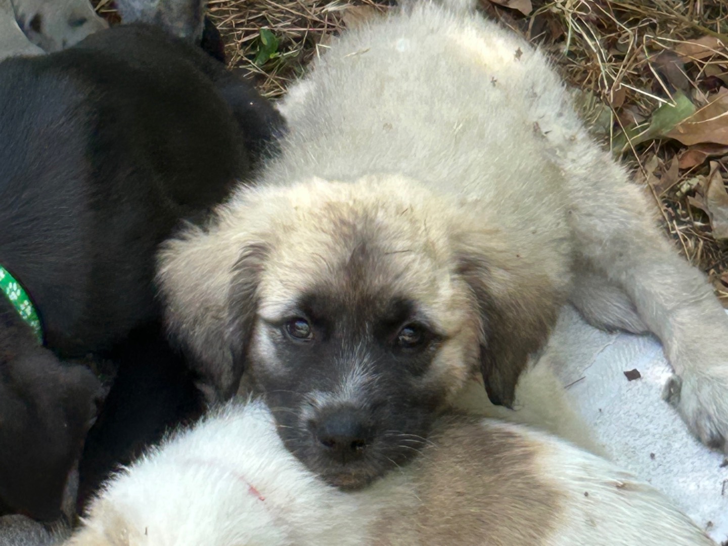 Vuoi adottare un cane a Laquila?