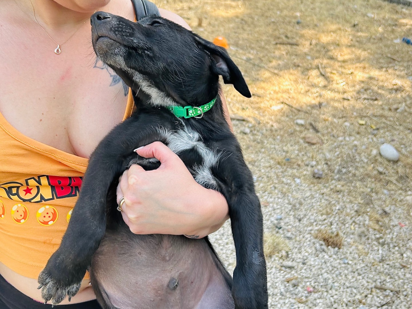 Adotta un cane, maschio, 1 mesi, Laquila