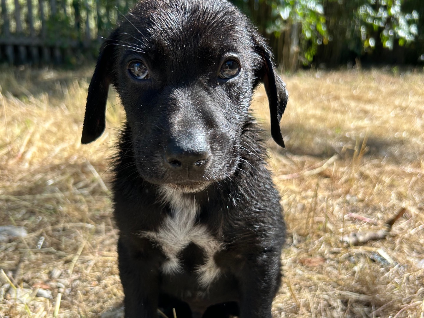 Adotta il cane Negrito a Laquila