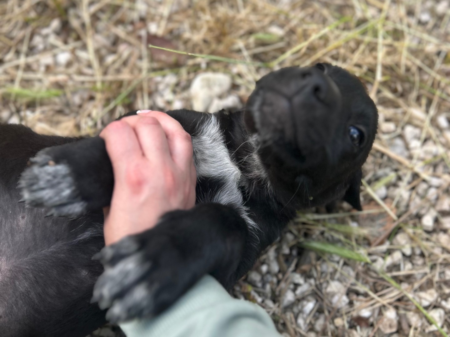 Adotta un cane, femmina, 0 mesi, Laquila