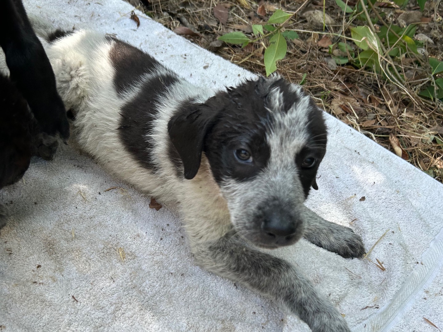 Adotta un cane, taglia media, maschio, Laquila