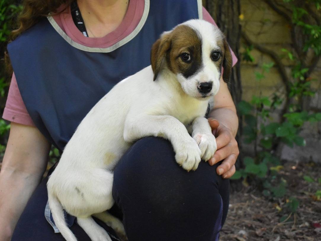 Adotta un cane, taglia piccola, femmina, Roma