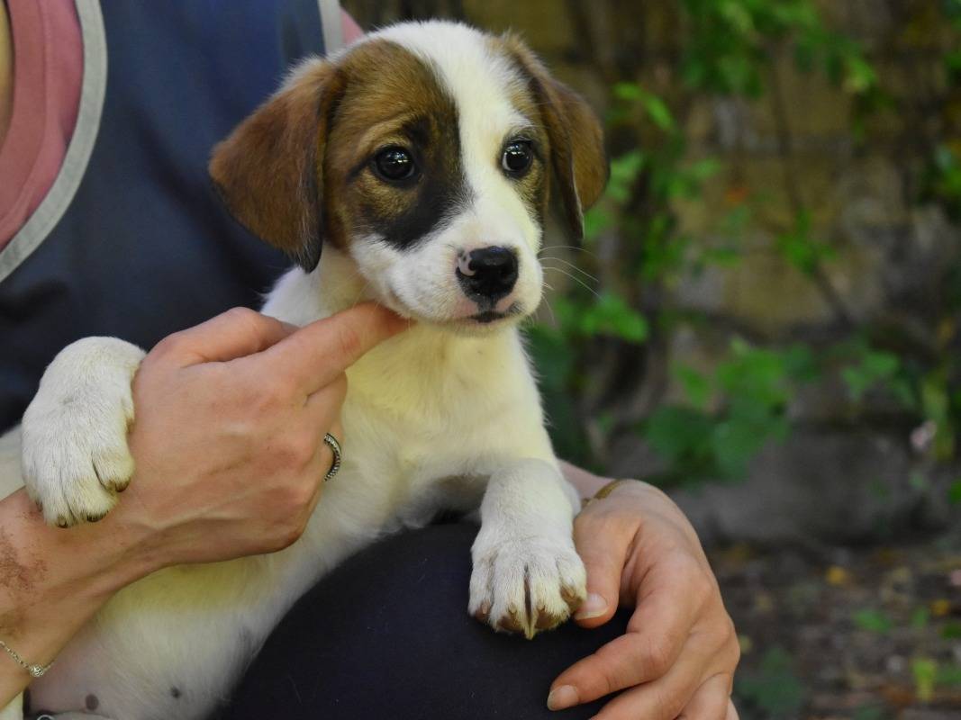 Vuoi adottare un cane a Roma?