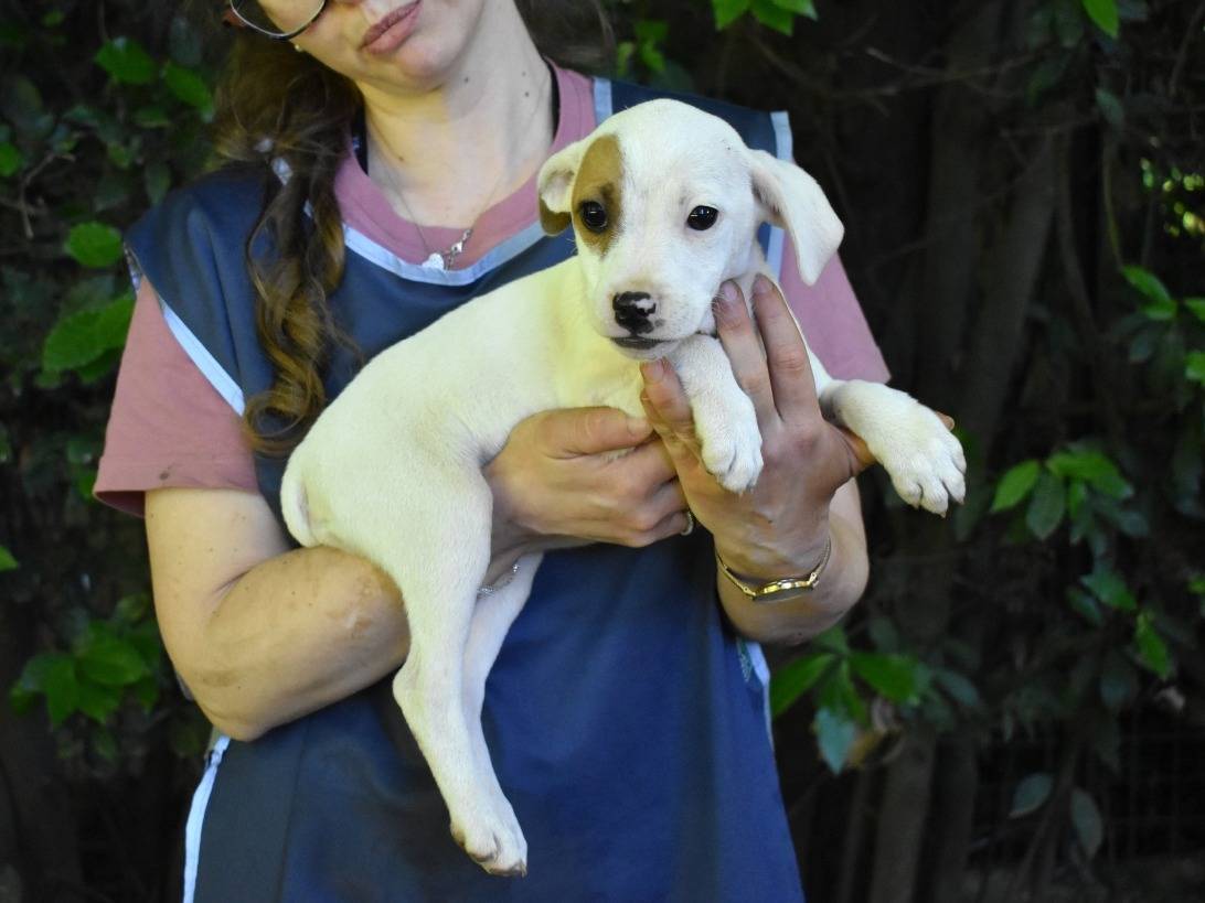 Adotta un cane, femmina, 3 mesi, Roma