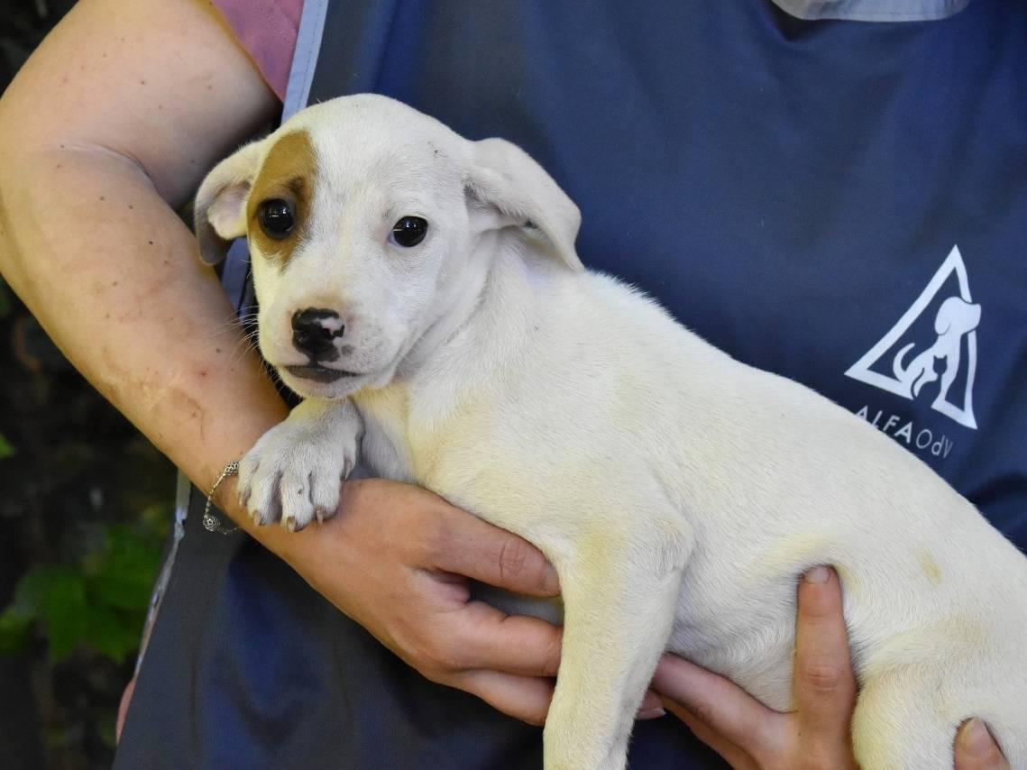 Vuoi adottare un cane a Roma?