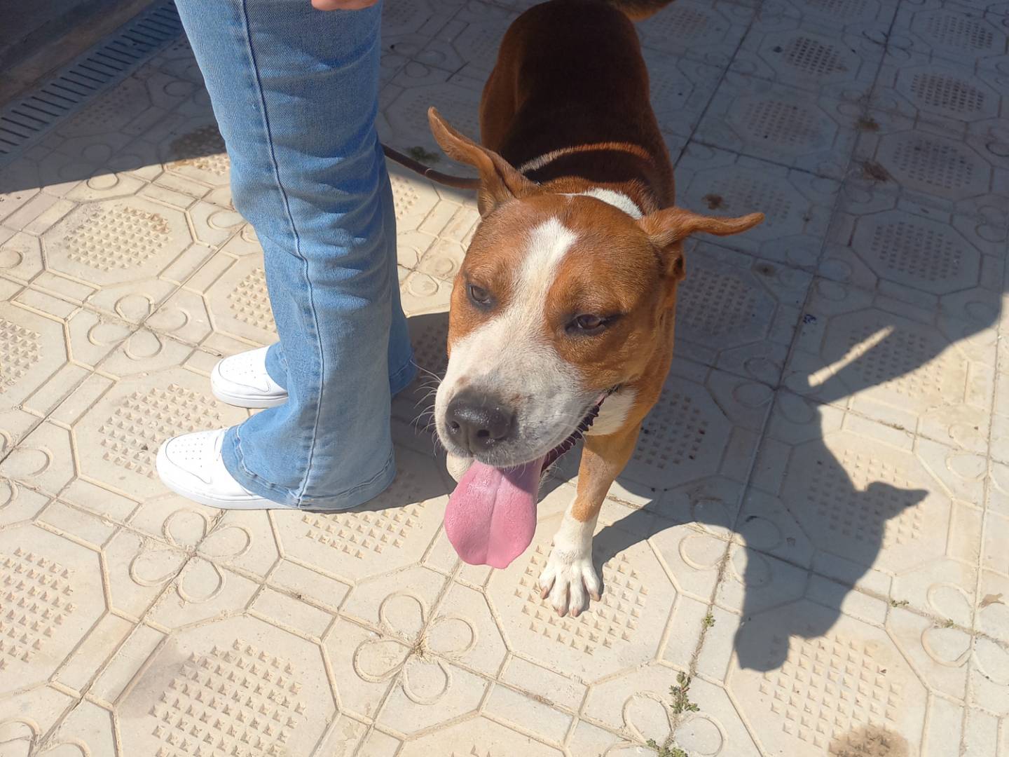 Adotta un cane, maschio, 5 anni e 1 mese, Trapani