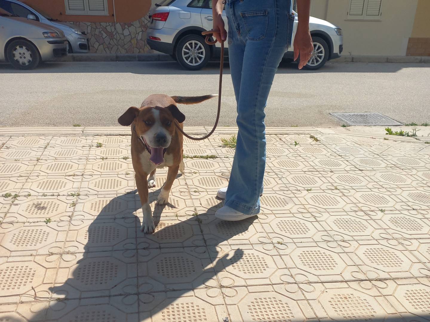 Adotta il cane Zampa  a Trapani