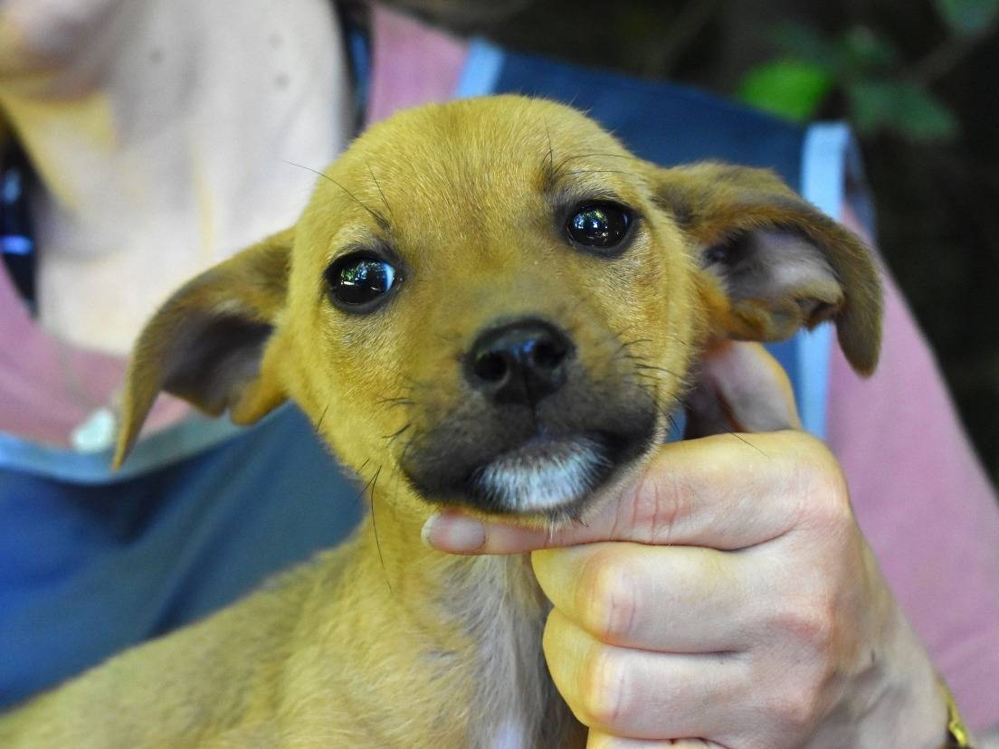 Adotta un cane, femmina, 3 mesi, Roma