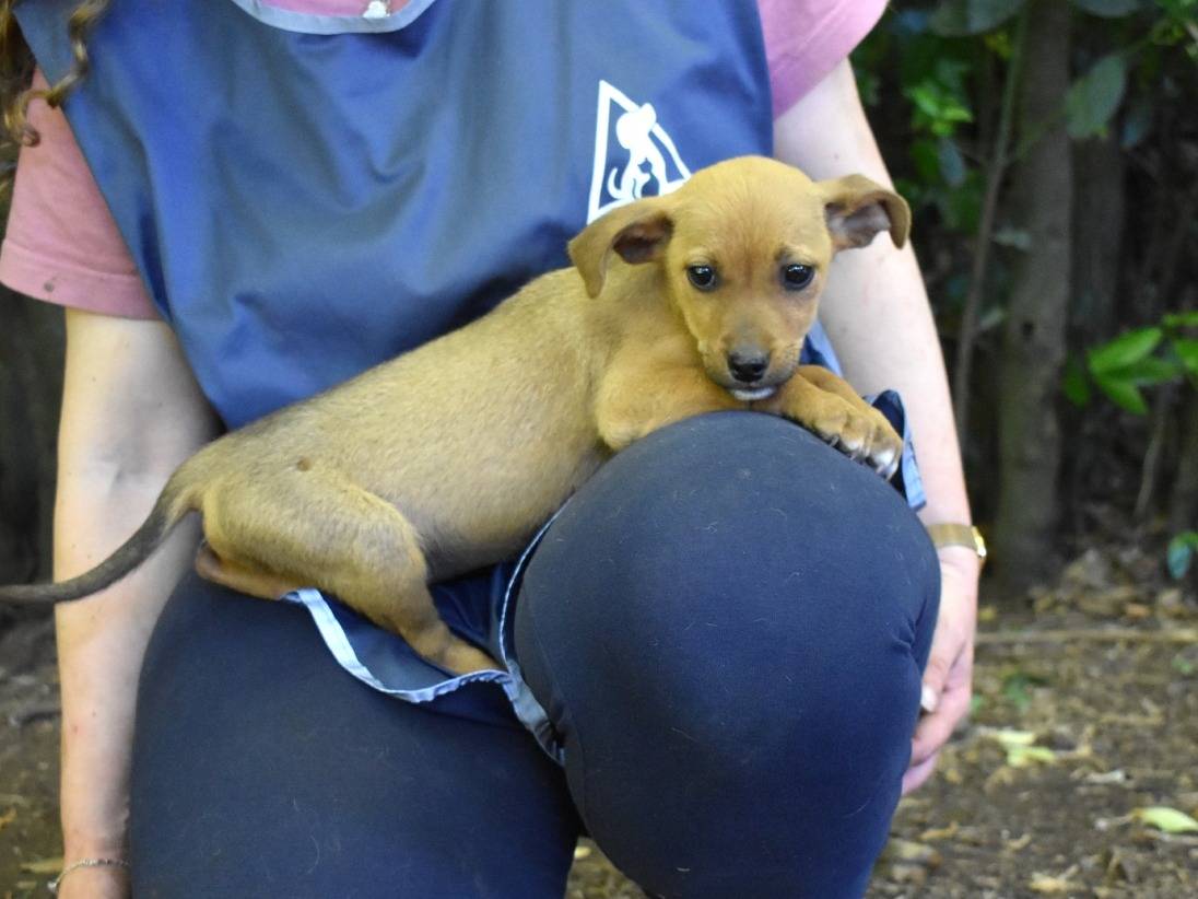 Adotta un cane, taglia piccola, femmina, Roma