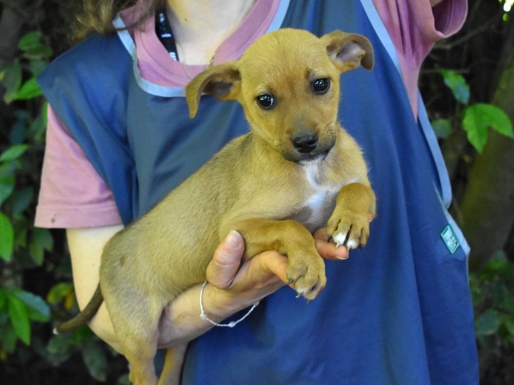 Vuoi adottare un cane a Roma?
