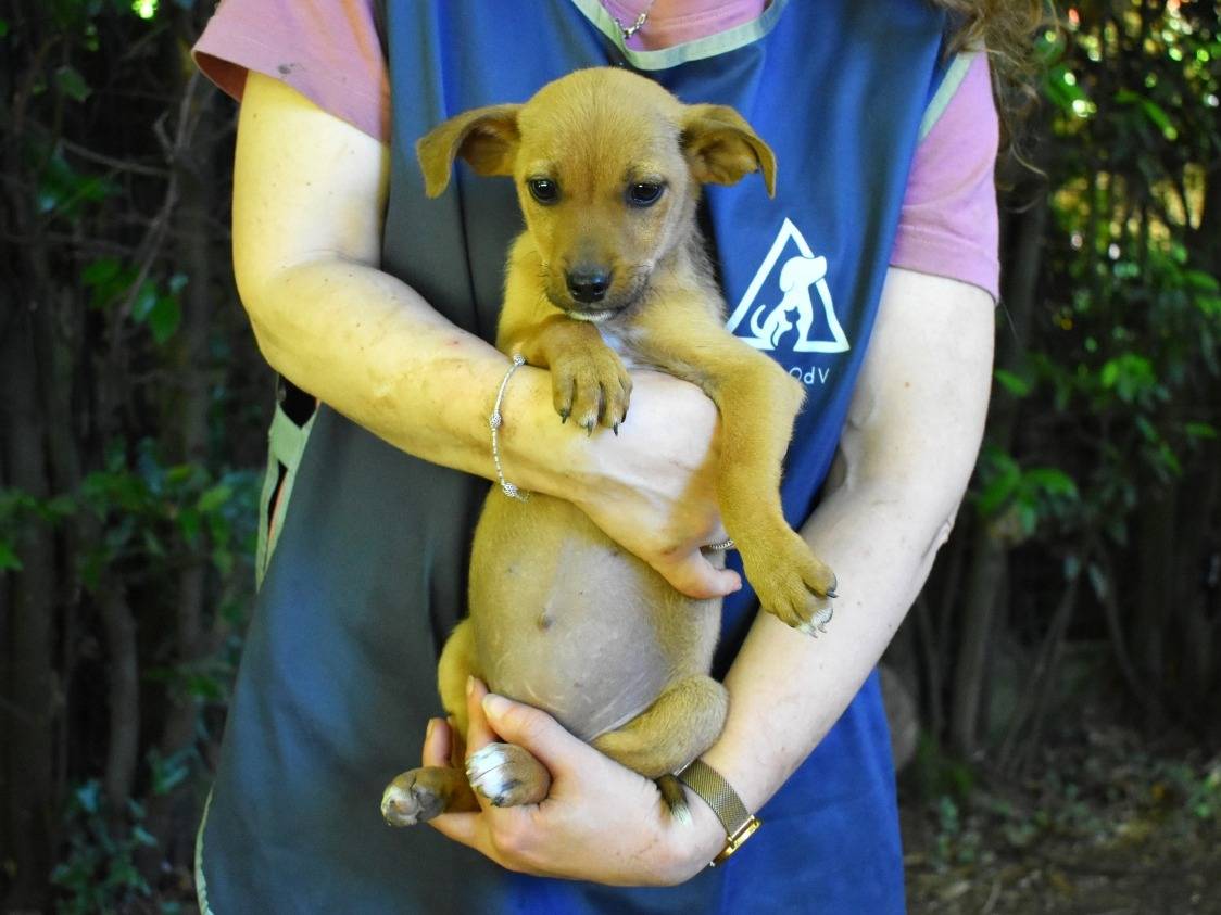 Adotta il cane Devora a Roma