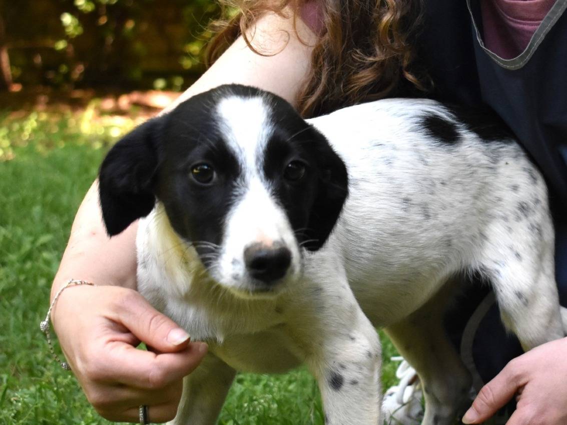Adotta un cane, taglia media contenuta, femmina, Roma