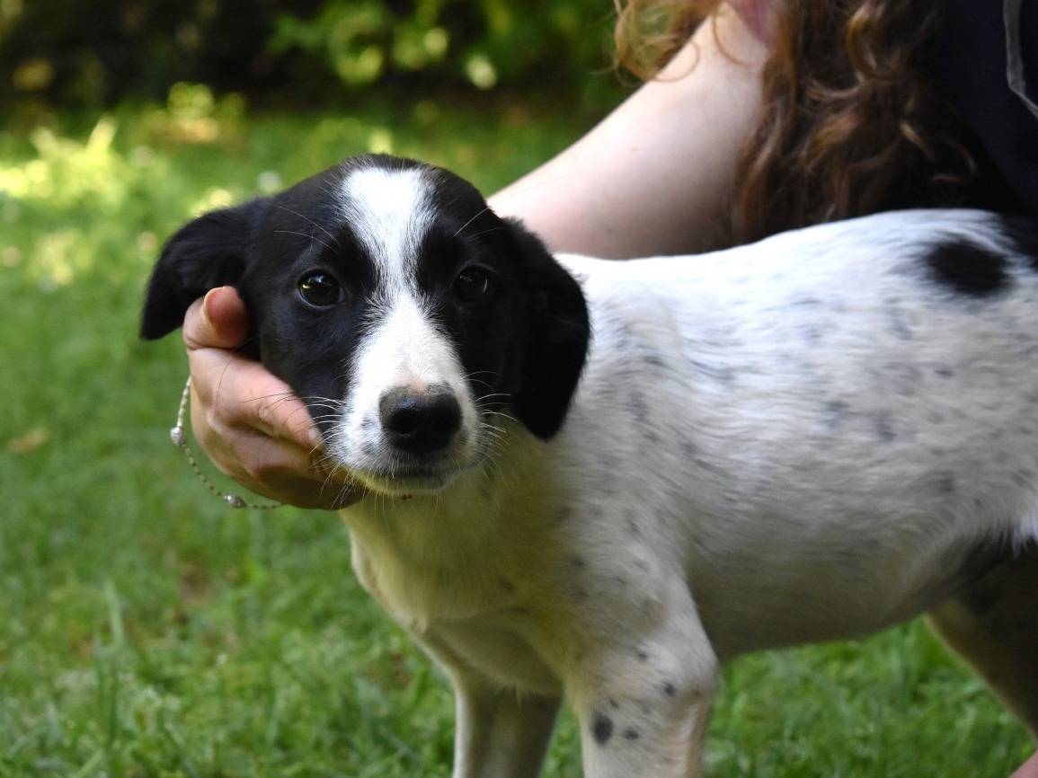 Vuoi adottare un cane a Roma?