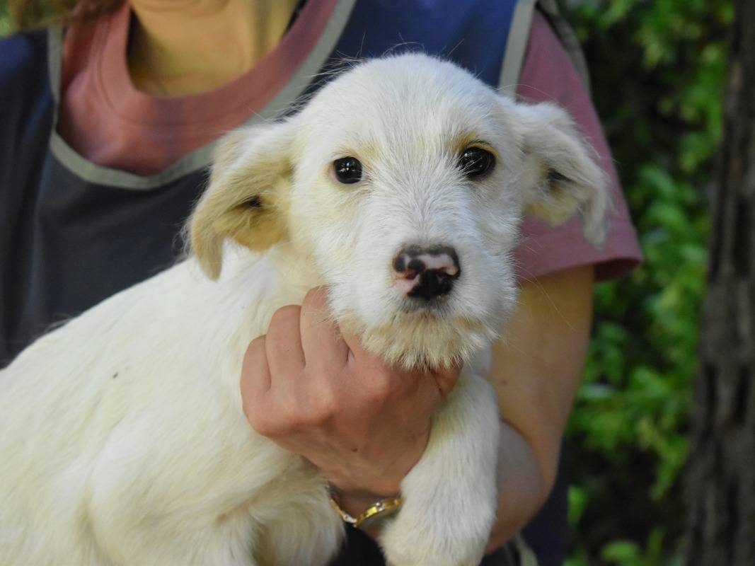 Adotta un cane, femmina, 3 mesi, Roma
