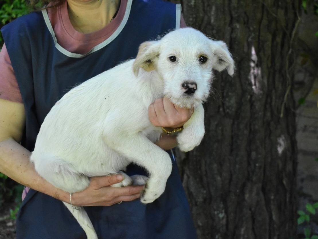 Vuoi adottare un cane a Roma?