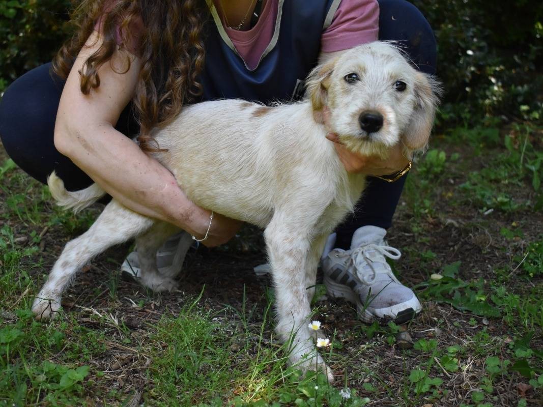 Adotta un cane, maschio, 2 mesi, Roma