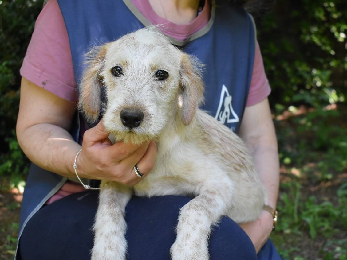 Adotta un cane, taglia media contenuta, maschio, Roma