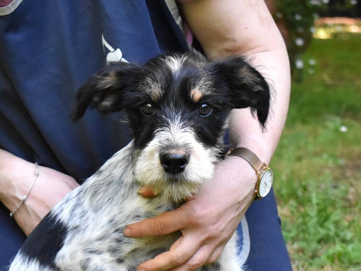 Adozione cane, maschio, Razza sconosciuta Razza sconosciuta, 4 mesi, taglia media, Roma