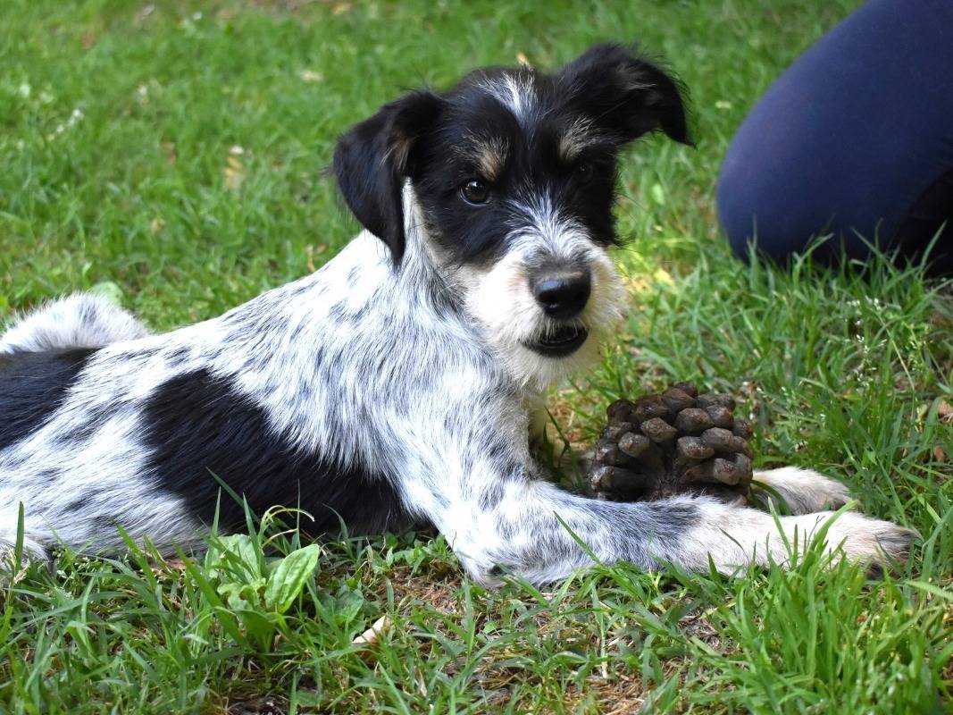 Adotta un cane, maschio, 4 mesi, Roma