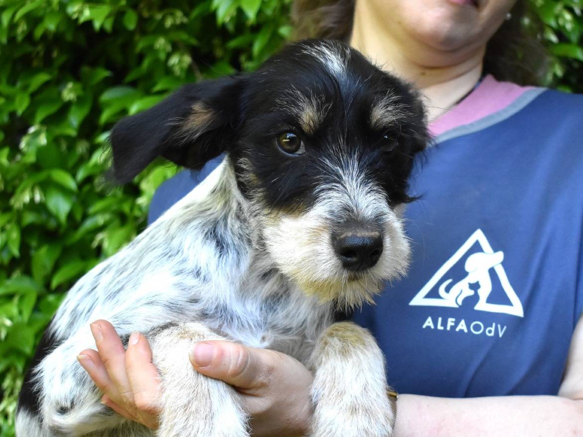 Adotta un cane, taglia media, maschio, Roma