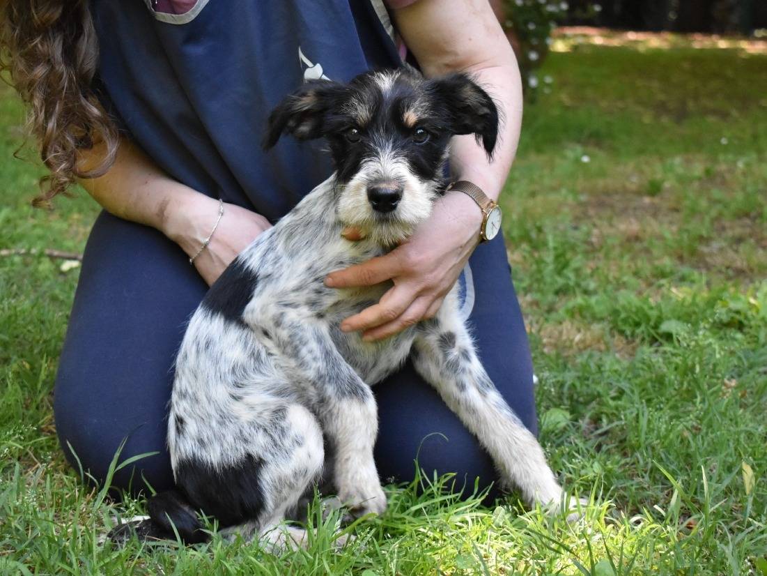 Adotta il cane Salvio a Roma