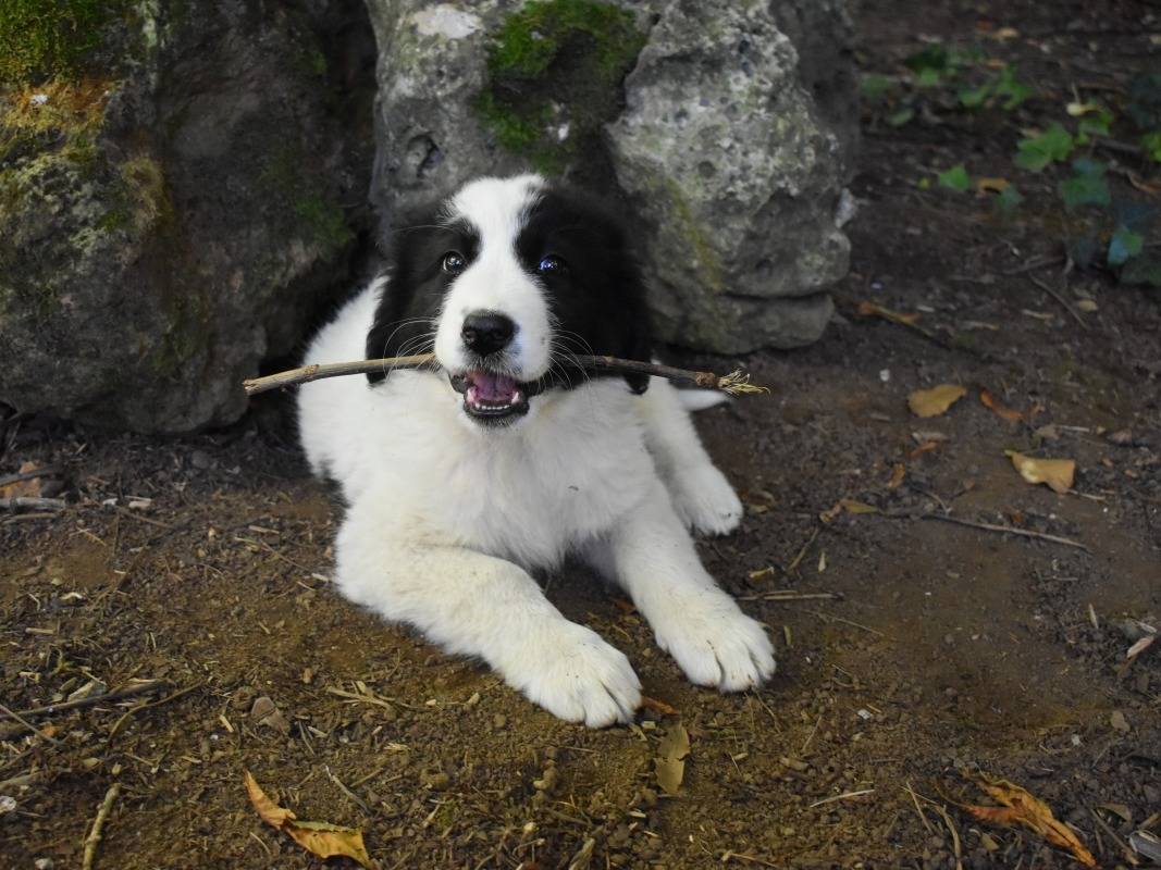 Vuoi adottare un cane a Roma?