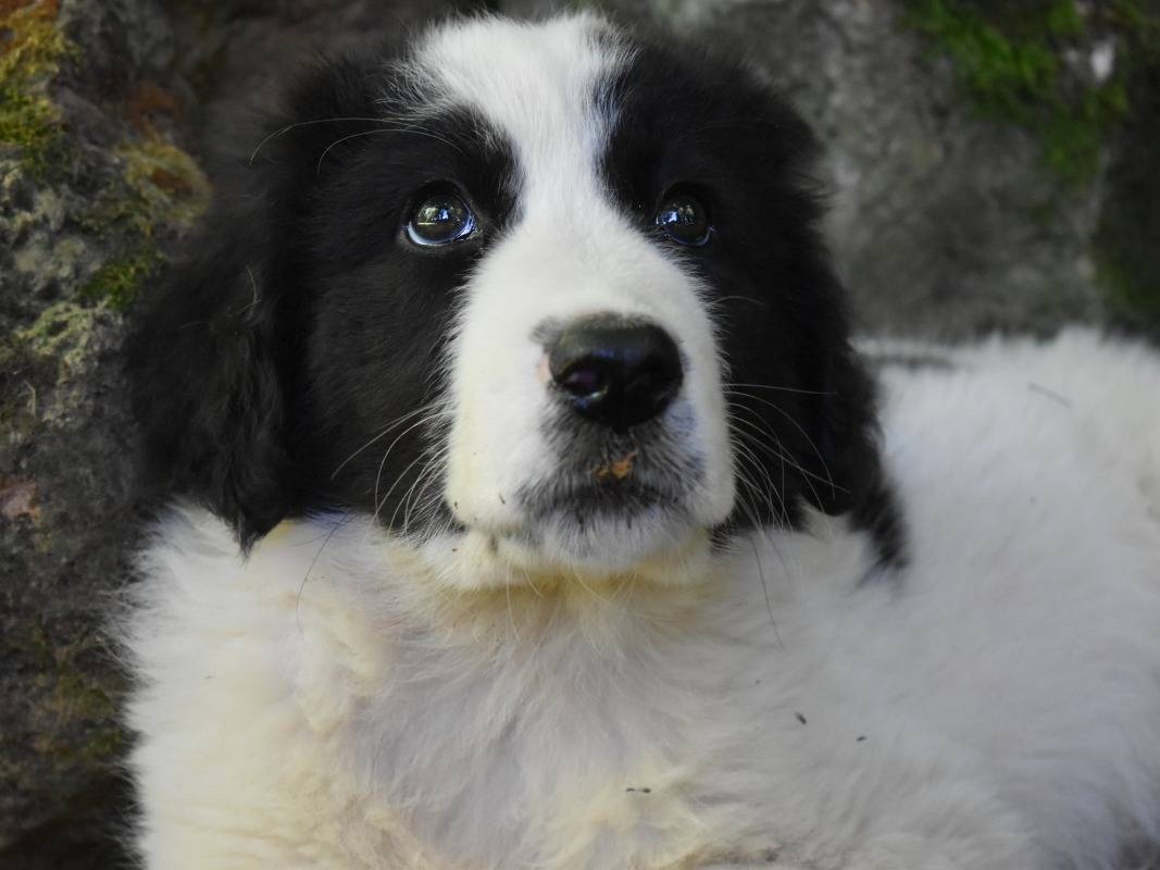 Adotta il cane Lexanna a Roma
