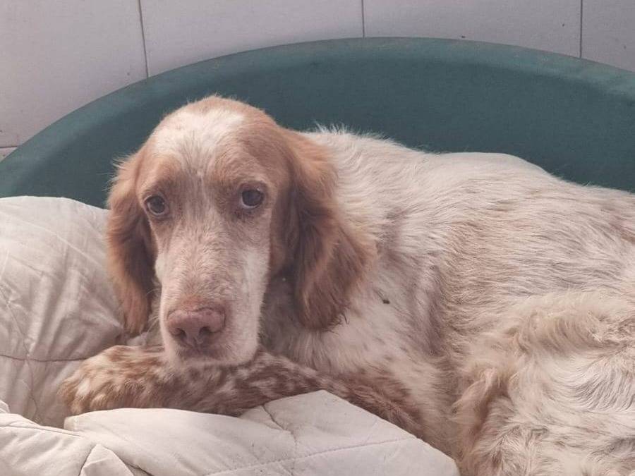 Vuoi adottare un cane a Caserta?