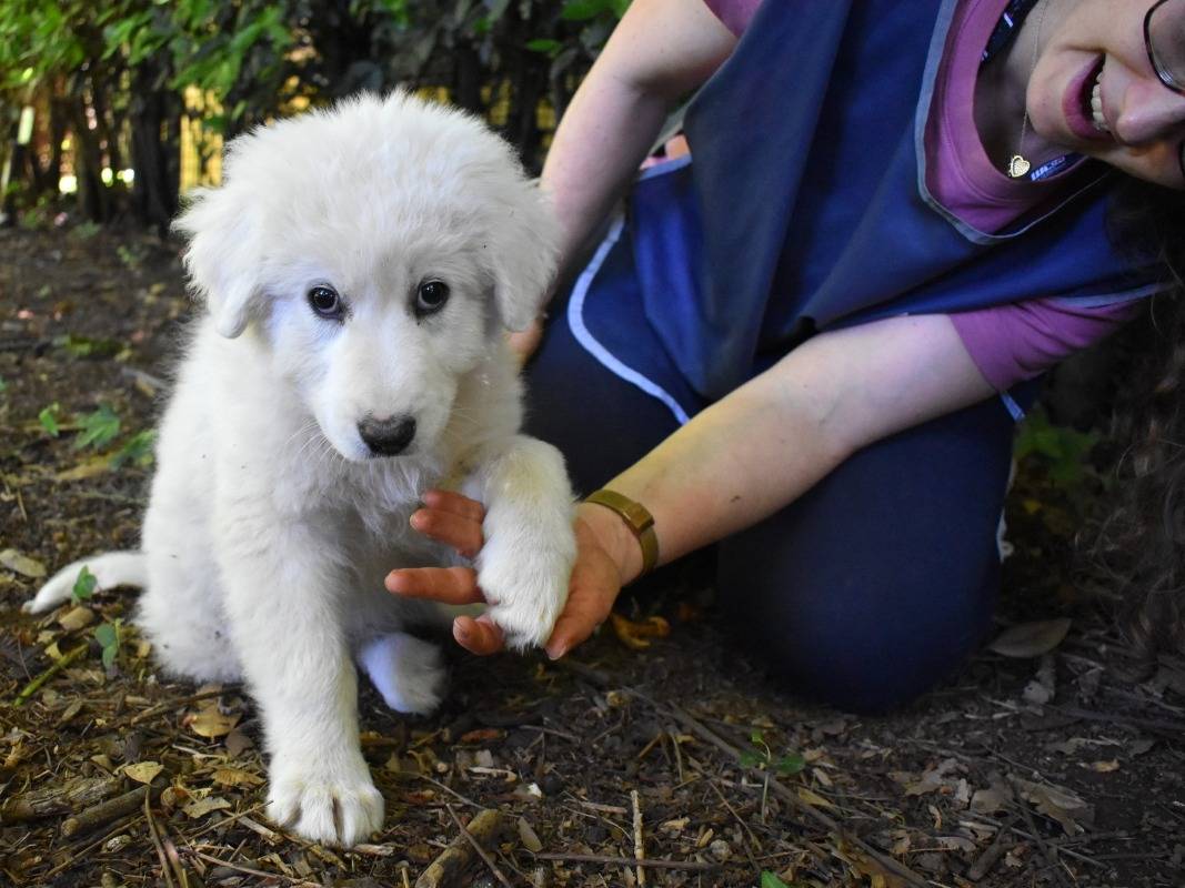 Adotta un cane, femmina, 3 mesi, Roma