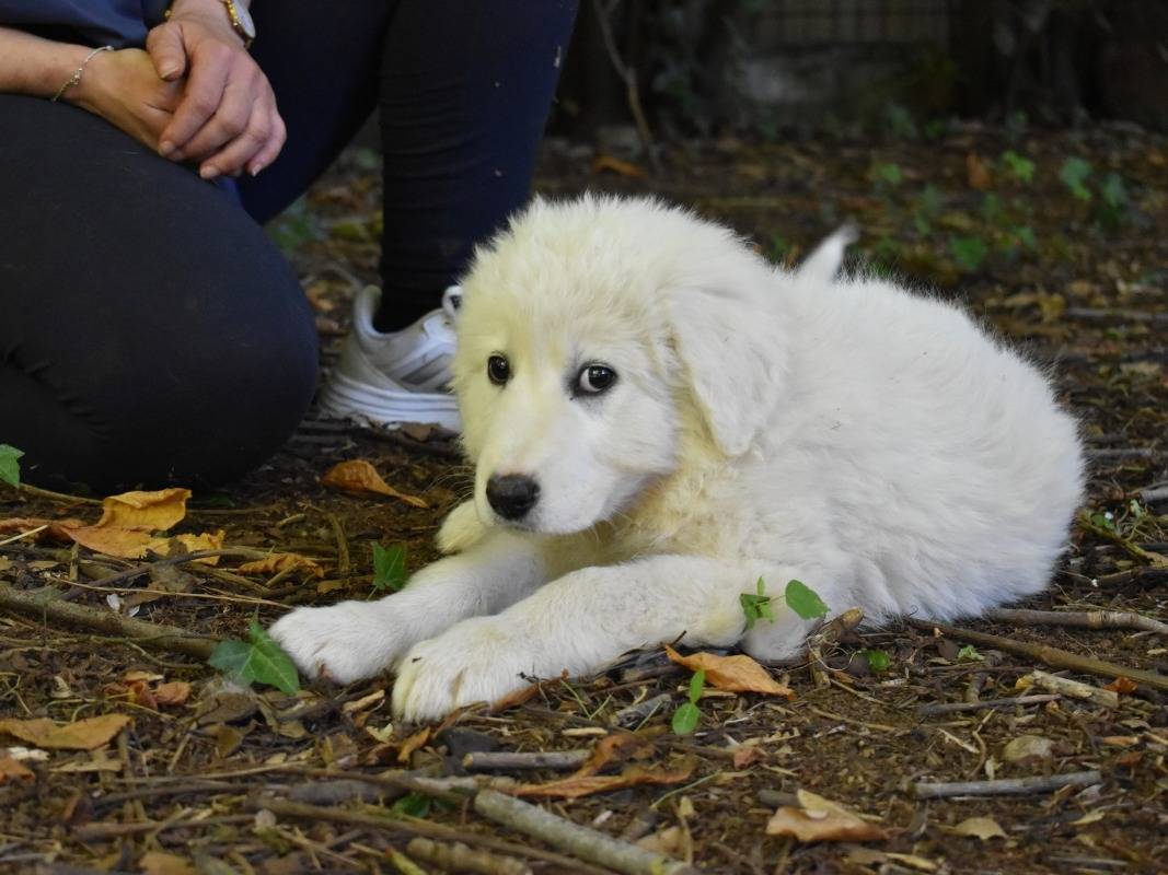Adotta un cane, taglia grande, femmina, Roma