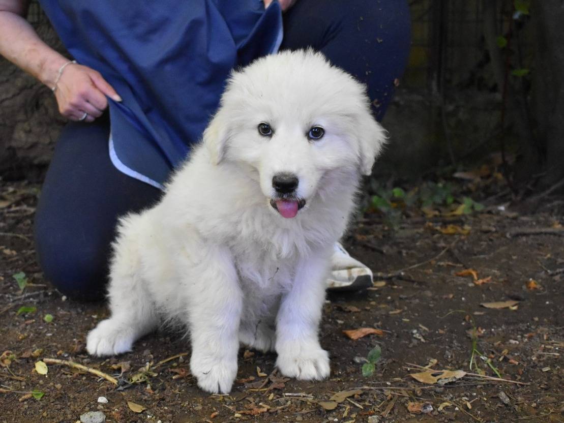 Adotta un cane, taglia grande, femmina, Roma