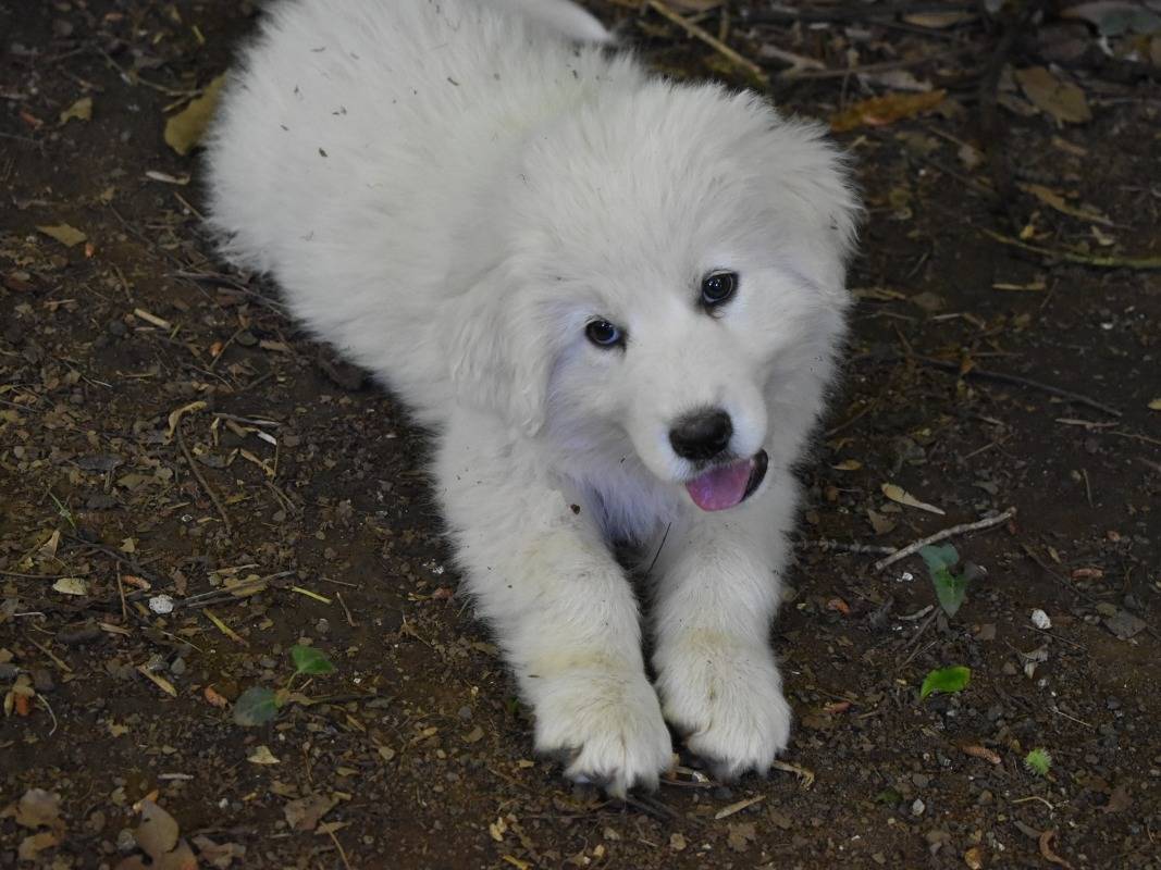 Vuoi adottare un cane a Roma?