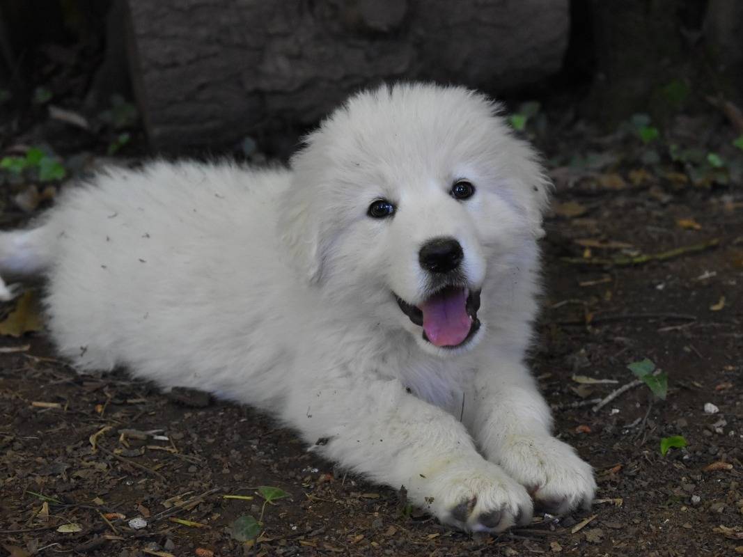 Adotta il cane Lettilyn a Roma