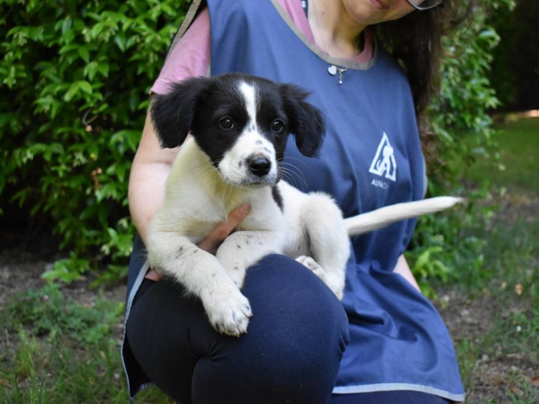 Adotta il cane Zarek a Roma