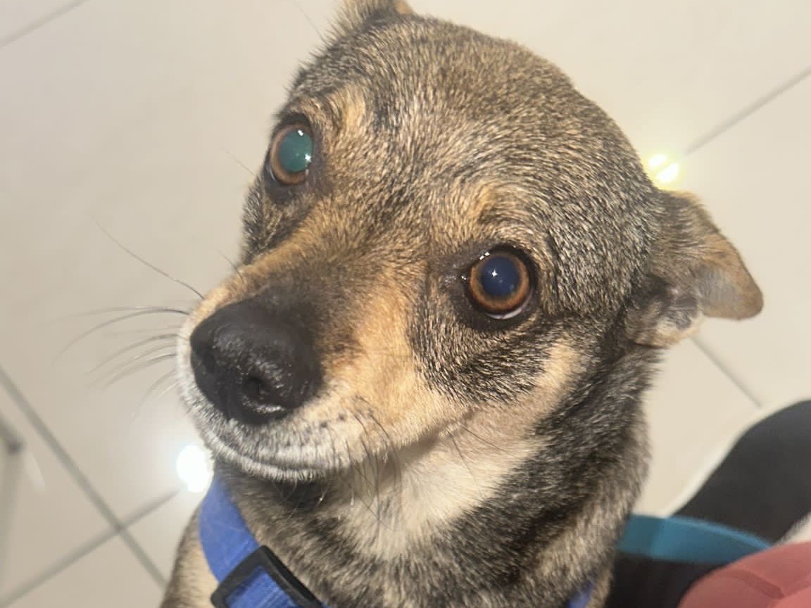 Adotta un cane, femmina, 2 anni e 5 mesi, Bari