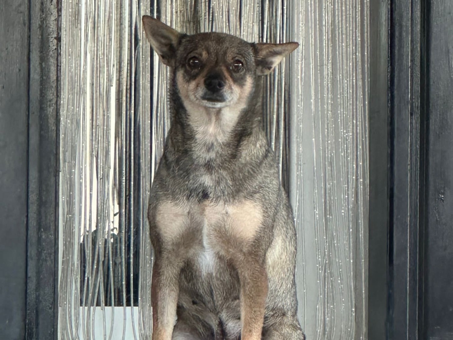 Adotta un cane, taglia media, femmina, Bari