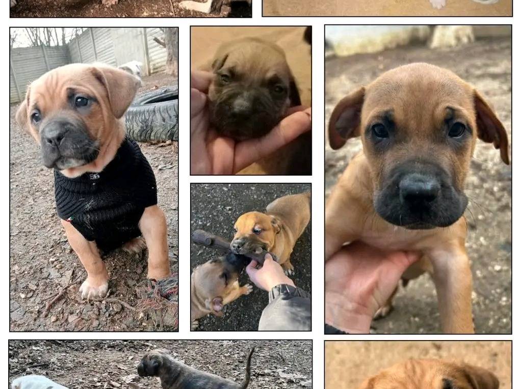 Vuoi adottare un cane a Cremona?