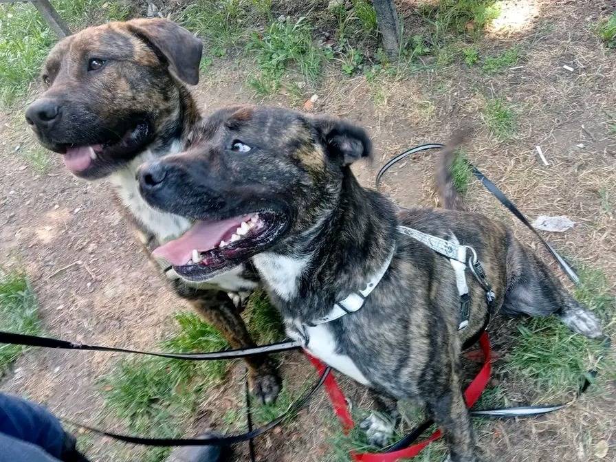 Vuoi adottare un cane a Cremona?