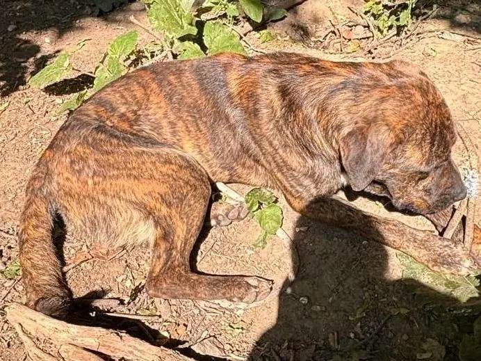Adotta il cane TYSON a Cremona