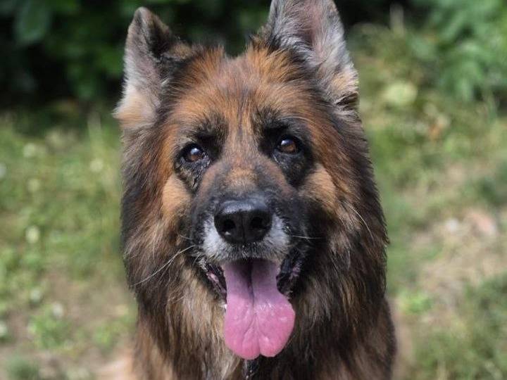 Adotta un cane, taglia media, femmina, Milano