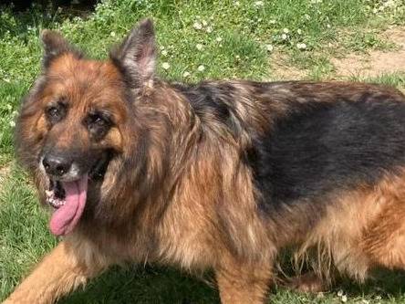 Vuoi adottare un cane a Milano?