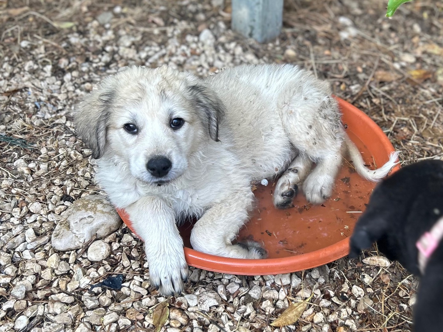 Adotta il cane Mia  a Laquila