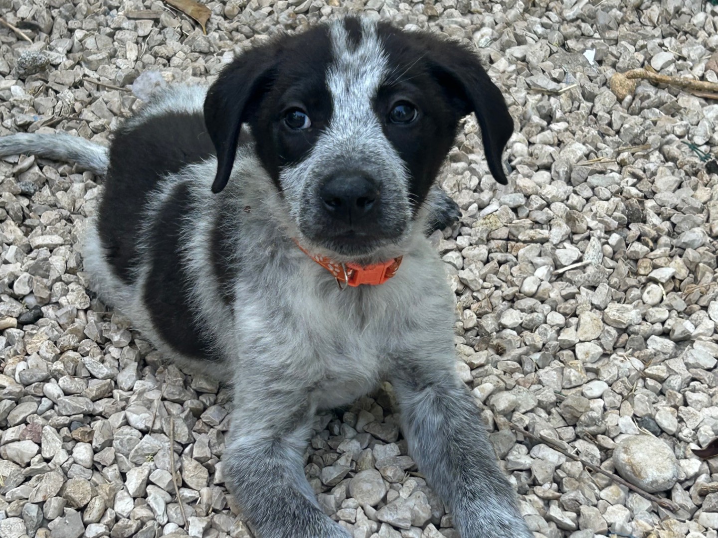 Adotta il cane Piccino a Laquila